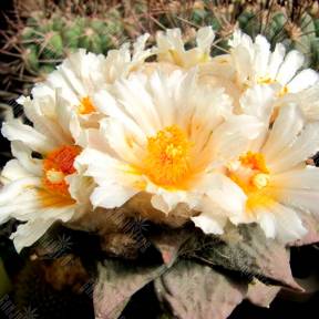 Ariocarpus retusus