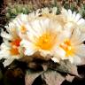 Семена кактуса Ariocarpus retusus