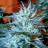 семена конопли автоцвет Auto Anesthesia regular