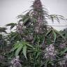 семена конопли в России Auto Bloody Skunk feminised