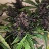 семена конопли Москва Auto Bloody Skunk feminised