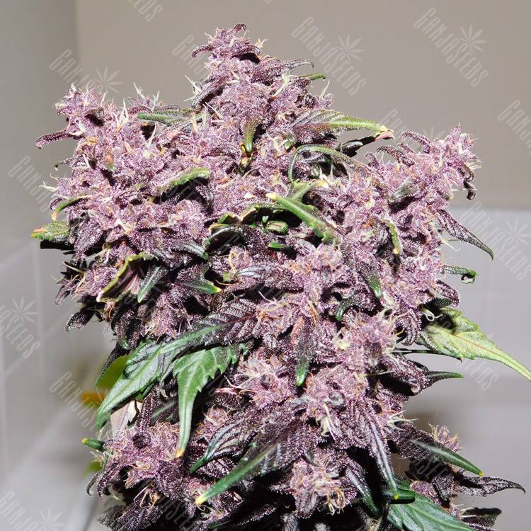 семена конопли почтой Auto Bloody Skunk feminised