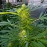 семена конопли интернет магазин Grapefruit Haze feminised
