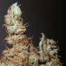 семена конопли f1 в оригинальной упаковке Grapefruit Haze feminised