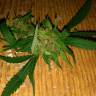 семена сортовой конопли Grapefruit Haze feminised
