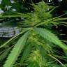 семена конопли феминизированные Grapefruit Haze feminised