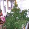 качественные семена конопли Grapefruit Haze feminised