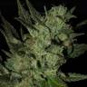 семена конопли в оригинальных упаковках Grapefruit Haze feminised