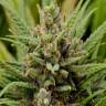 семена конопли недорого Grapefruit Haze feminised