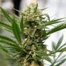 купить семена конопли Grapefruit Haze feminised