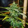 где заказать семена конопли Grapefruit Haze feminised