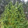 семена конопли наложенным платежом Grapefruit Haze feminised