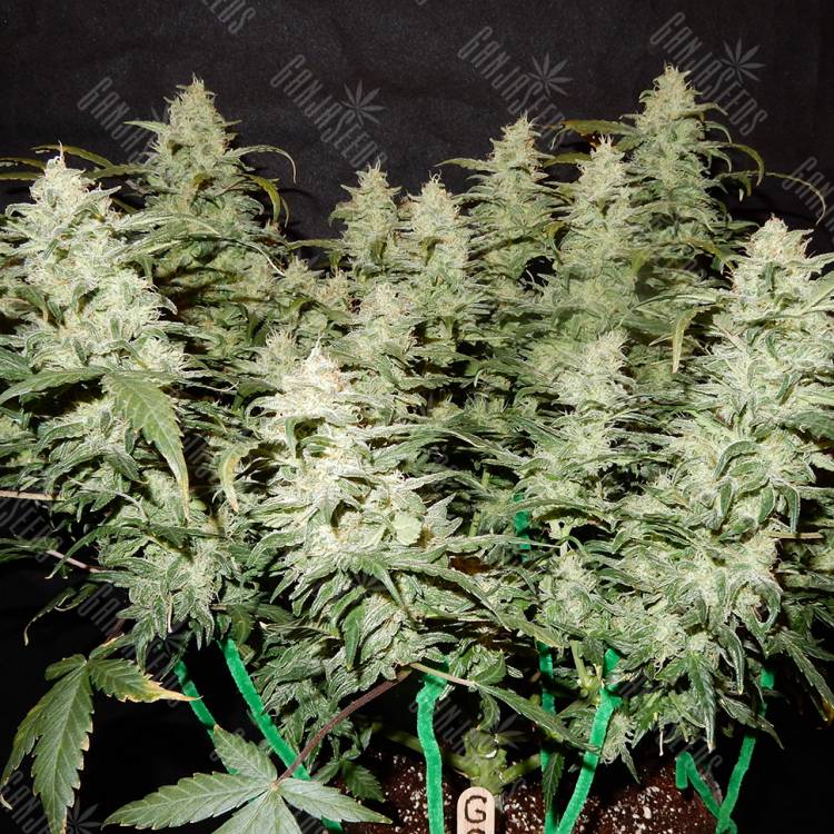 семена конопли для выращивания Auto Gorilla Glue feminised семена конопли для выращивания Auto Gorilla Glue feminised