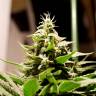 семена индийской конопли Bars feminised Bang Seeds