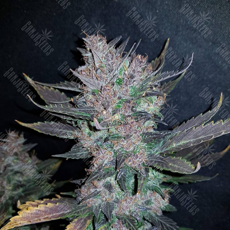 семена конопли скороспелый купить Auto Dark Devil regular