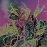 урожайные семена конопли Ayahuasca Purple feminised Barneys Farm