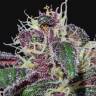 семена конопли в оригинальных упаковках Ayahuasca Purple feminised Barneys Farm