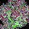 семена конопли недорого Ayahuasca Purple feminised Barneys Farm