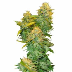DNA Mix Pack feminised DNA Genetics