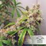 семена конопли f1 в оригинальной упаковке Euforia regular Dutch Passion Seeds семена конопли f1 в оригинальной упаковке Euforia regular Dutch Passion Seeds