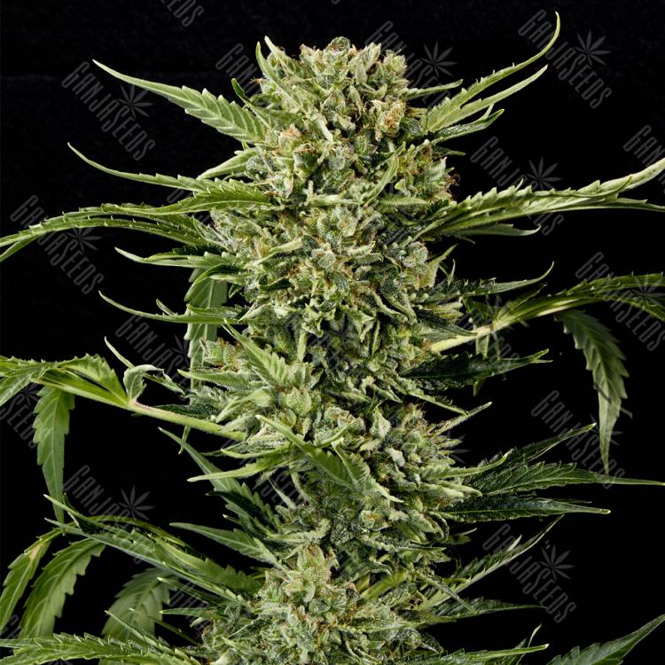 семена конопли гидропоники Auto Mass feminised Grass-o-Matic семена конопли гидропоники Auto Mass feminised Grass-o-Matic