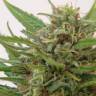 семена конопли Москва Kaboom aka La Reina de Africa feminised Kannabia Seeds семена конопли Москва Kaboom aka La Reina de Africa feminised Kannabia Seeds