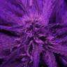 семена конопли курьером Kaboom aka La Reina de Africa feminised Kannabia Seeds семена конопли курьером Kaboom aka La Reina de Africa feminised Kannabia Seeds