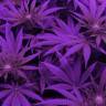 семена конопли в России Kaboom aka La Reina de Africa feminised Kannabia Seeds семена конопли в России Kaboom aka La Reina de Africa feminised Kannabia Seeds