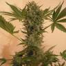 где заказать семена конопли Chrystal regular Nirvana Seeds где заказать семена конопли Chrystal regular Nirvana Seeds