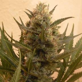 Chrystal regular Nirvana Seeds