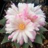 Недорогие семена кактуса Ariocarpus MIX