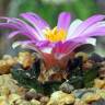 Семена кактуса Ariocarpus MIX