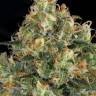 Hindu Kush feminised Ganja Seeds