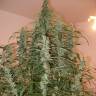автоцветущие семена конопли Auto Green Crack feminised