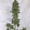 семена конопли f1 в оригинальной упаковке Auto Green Crack feminised