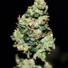 семена сортовой конопли Auto Green Crack feminised