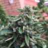Super Hash regular Ganja Seeds Super Hash regular Ganja Seeds