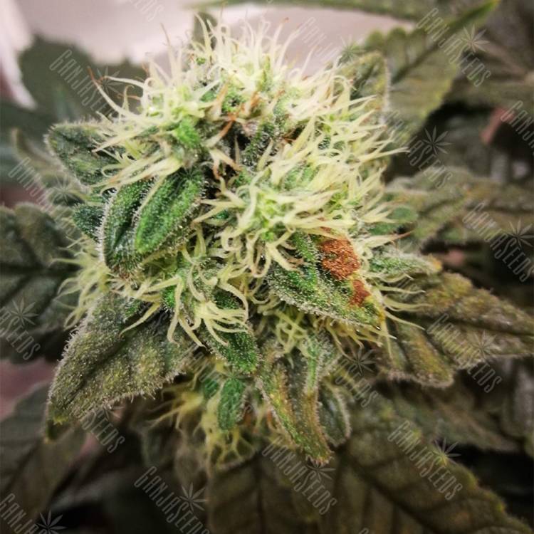 семена конопли Россия 8 Ball Kush feminised Barneys Farm семена конопли Россия 8 Ball Kush feminised Barneys Farm