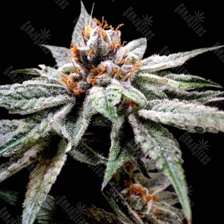 конопля семена сорта заказать DJ's Gold feminised DNA Genetics