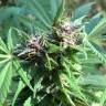 семена сортовой конопли Hollands Hope regular Dutch Passion Seeds