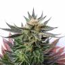 семена конопли курьером Sativa Dream (LOL) feminised Kannabia Seeds