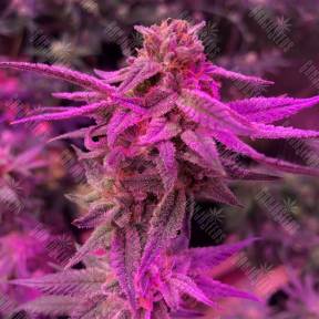 Sativa Dream (LOL) feminised Kannabia Seeds