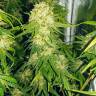 где можно заказать семена конопли Haze 1 regular Nirvana Seeds где можно заказать семена конопли Haze 1 regular Nirvana Seeds