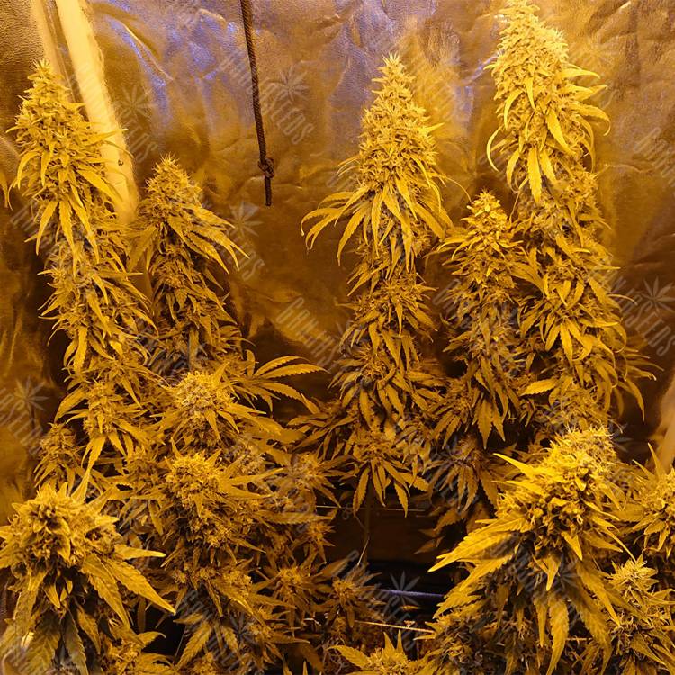 заказать качественные семена конопли Haze 1 regular Nirvana Seeds заказать качественные семена конопли Haze 1 regular Nirvana Seeds