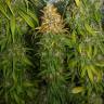 конопля семена сорта заказать Haze 1 regular Nirvana Seeds конопля семена сорта заказать Haze 1 regular Nirvana Seeds