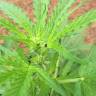 семена конопли автоцвет Auto Skunk feminised Strain Hunters Seeds