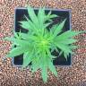 где можно заказать семена конопли Auto Skunk feminised Strain Hunters Seeds