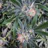 семена конопли гидропоники G13 Haze feminised