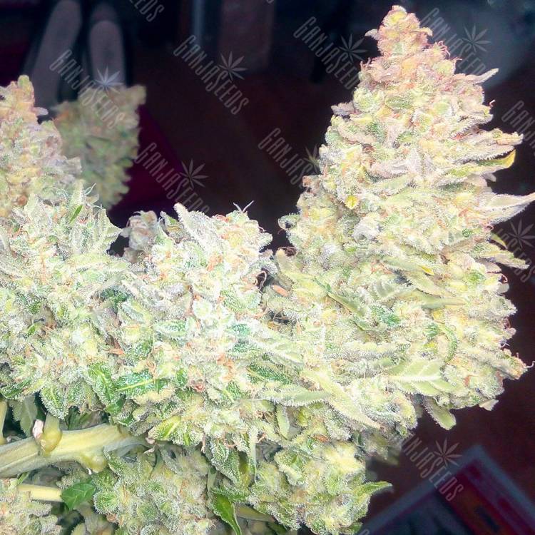заказ семян конопли Спб Auto Blueberry x Blue Mystic feminised