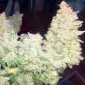 заказ семян конопли Спб Auto Blueberry x Blue Mystic feminised